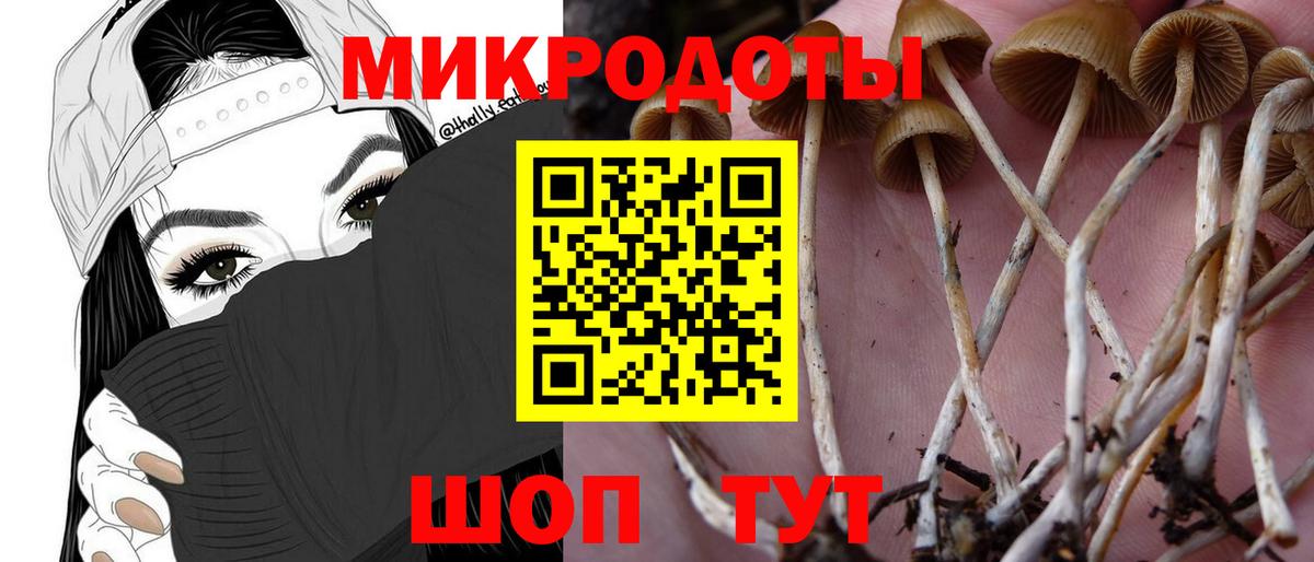 Галлюциногенные грибы Psilocybine cubensis Ярославль
